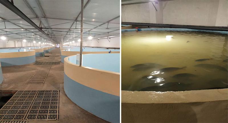 工厂化养殖现场